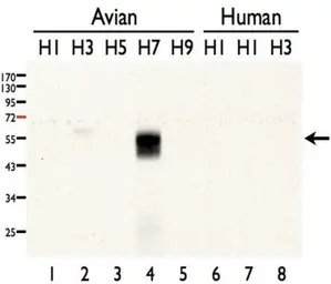 Anti-Avian Influenza A virus H7N7 HA (Hemagglutinin) antibody used in Western Blot (WB). GTX127303